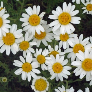 Photographie n°135001 du taxon Anthemis maritima L. [1753]