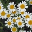  Liliane Roubaudi - Anthemis maritima L. [1753]