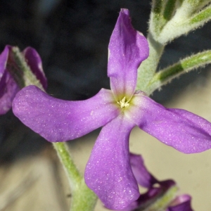 Matthiola sinuata (L.) R.Br. (Giroflée des dunes)