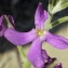  Liliane Roubaudi - Matthiola sinuata (L.) R.Br. [1812]