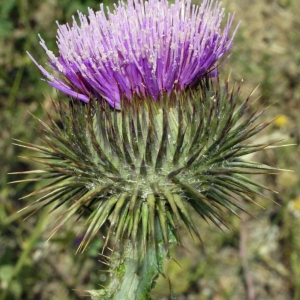 Onopordum vulgare Gray (Chardon aux ânes)