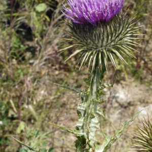 Photographie n°135025 du taxon Onopordum acanthium L. [1753]