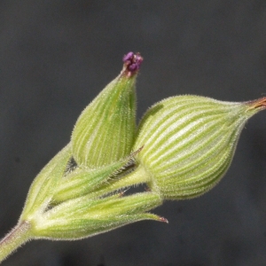 Photographie n°135029 du taxon Silene conica L.