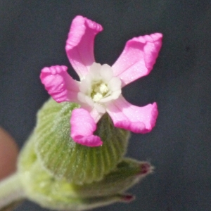 Photographie n°135035 du taxon Silene conica L.