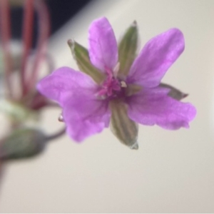 Photographie n°135039 du taxon Erodium cicutarium (L.) L'Hér. [1789]