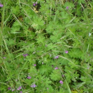 Photographie n°135064 du taxon Geranium molle L. [1753]