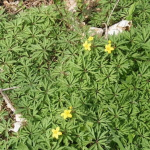 Photographie n°135070 du taxon Anemone ranunculoides L. [1753]