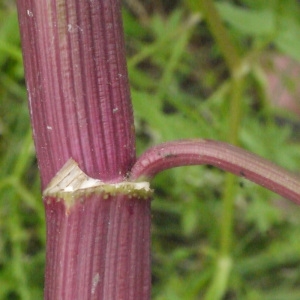 Photographie n°135086 du taxon Helosciadium nodiflorum (L.) W.D.J.Koch [1824]