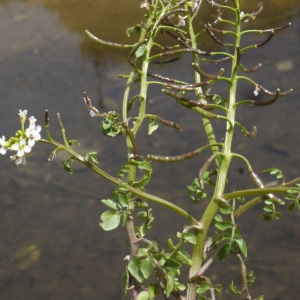 Photographie n°135097 du taxon Nasturtium officinale R.Br. [1812]