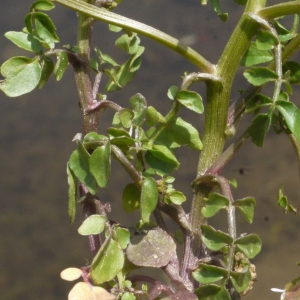 Photographie n°135098 du taxon Nasturtium officinale R.Br. [1812]