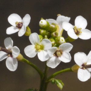 Photographie n°135102 du taxon Nasturtium officinale R.Br. [1812]