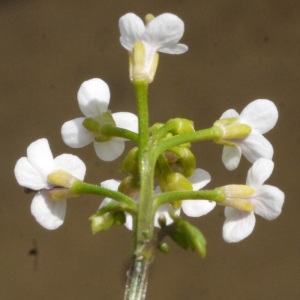 Photographie n°135104 du taxon Nasturtium officinale R.Br. [1812]