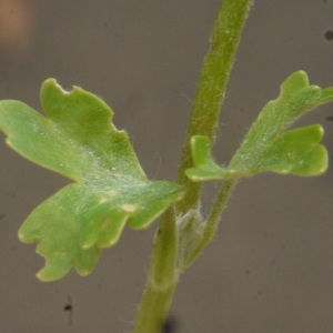 Photographie n°135108 du taxon Ranunculus sceleratus L. [1753]