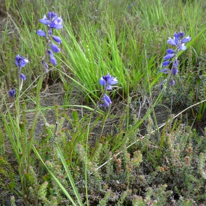 Photographie n°135151 du taxon Polygala L. [1753]