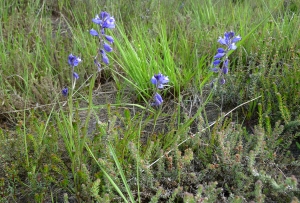 Guy LIBANTE, le 19 mai 2013 (Carcans (Villeneuve))