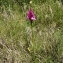  BERNARD Ginesy - Anacamptis pyramidalis (L.) Rich. [1817]