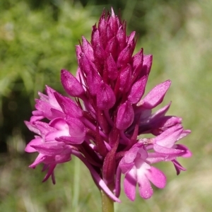 Photographie n°135166 du taxon Anacamptis pyramidalis (L.) Rich. [1817]