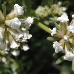 Photographie n°135184 du taxon Dorycnium pentaphyllum Scop. [1772]