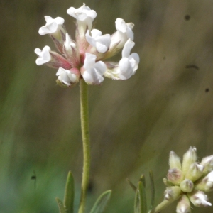 Photographie n°135186 du taxon Dorycnium pentaphyllum Scop. [1772]