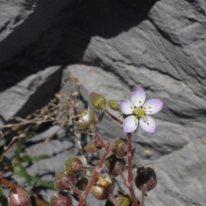 Photographie n°135188 du taxon Spergularia media (L.) C.Presl [1826]