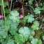  Cédric BEAUVAL - Geranium lucidum L.