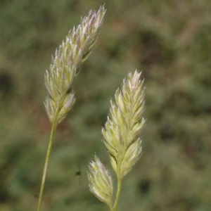  - Dactylis glomerata subsp. hispanica (Roth) Nyman [1882]