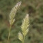  Liliane Roubaudi - Dactylis glomerata subsp. hispanica (Roth) Nyman [1882]