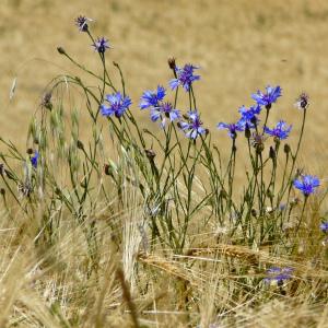 Photographie n°135247 du taxon Cyanus segetum Hill [1762]