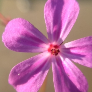 Photographie n°135254 du taxon Geranium robertianum L. [1753]