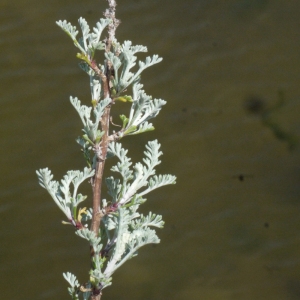 Photographie n°135273 du taxon Artemisia caerulescens subsp. gallica (Willd.) K.M.Perss. [1974]