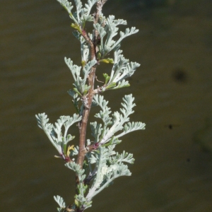 Photographie n°135274 du taxon Artemisia caerulescens subsp. gallica (Willd.) K.M.Perss. [1974]