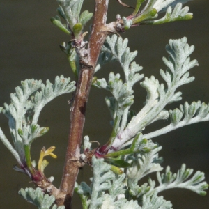 Photographie n°135275 du taxon Artemisia caerulescens subsp. gallica (Willd.) K.M.Perss. [1974]