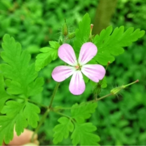 Photographie n°135295 du taxon Geranium robertianum L. [1753]