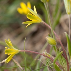 Photographie n°135336 du taxon Gagea villosa (M.Bieb.) Sweet [1826]