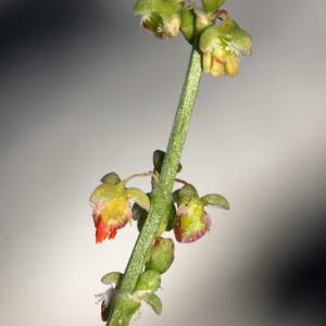 Photographie n°135338 du taxon Rumex scutatus L. [1753]