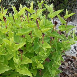 Photographie n°135347 du taxon Aristolochia pistolochia L. [1753]