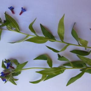 Photographie n°135349 du taxon Lithospermum purpurocaeruleum L.