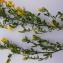  Dominique Remaud - Jasminum fruticans L. [1753]