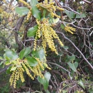 Photographie n°135357 du taxon Quercus ilex L. [1753]