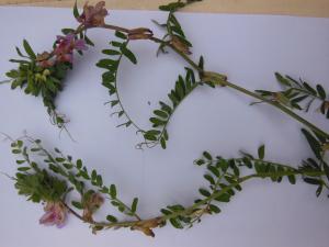 Dominique Remaud, le  8 mai 2013 (Mornas)