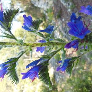 Photographie n°135366 du taxon Echium vulgare L.