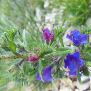 Photographie n°135368 du taxon Echium vulgare L.