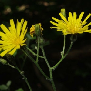  - Hieracium glaucinum Jord. [1848]