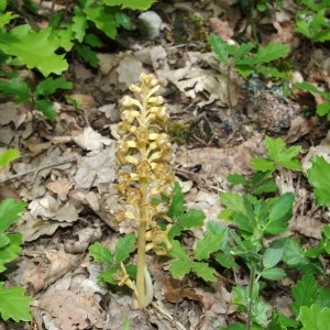 Photographie n°135379 du taxon Neottia nidus-avis (L.) Rich. [1817]