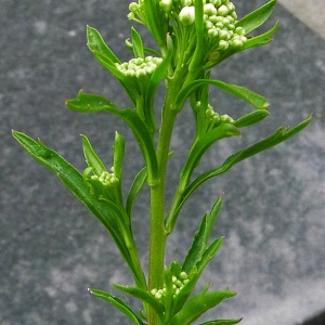 Photographie n°135397 du taxon Lepidium virginicum L. [1753]
