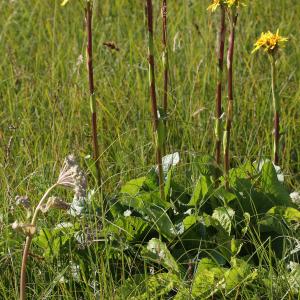 Photographie n°135402 du taxon Ligularia sibirica (L.) Cass. [1823]