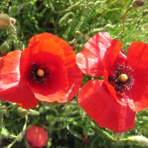 Photographie n°135426 du taxon Papaver rhoeas L. [1753]