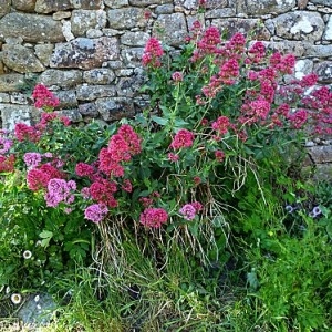 Photographie n°135428 du taxon Centranthus ruber (L.) DC. [1805]