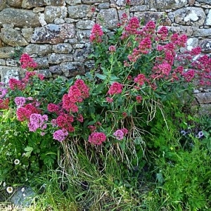 Photographie n°135429 du taxon Centranthus ruber (L.) DC. [1805]