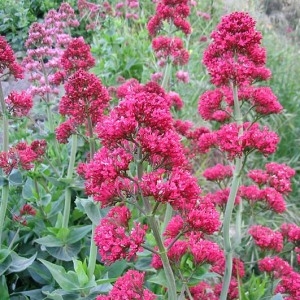 Photographie n°135430 du taxon Centranthus ruber (L.) DC. [1805]